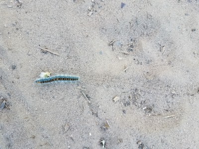 caterpillar leaving tracks in sand